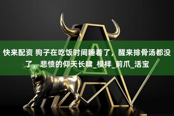 快来配资 狗子在吃饭时间睡着了，醒来排骨汤都没了，悲愤的仰天长啸_模样_前爪_活宝